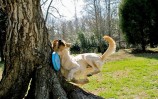 Dog-Fetch-fail