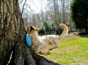 Dog-Fetch-fail