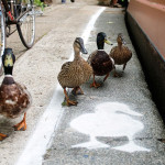 lane-duck-path-london-sharethespace-cover