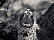 Creatures-Antti-Viitala-1
