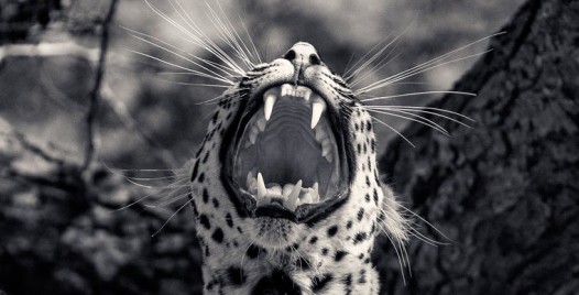 Creatures-Antti-Viitala-1