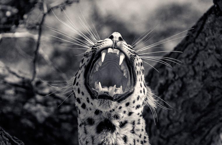 Creatures-Antti-Viitala-1