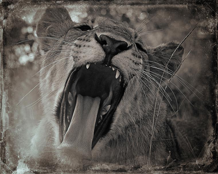 Creatures-Antti-Viitala-10