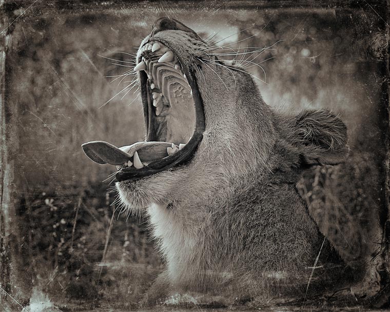 Creatures-Antti-Viitala-11