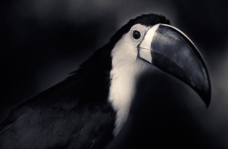 Creatures-Antti-Viitala-14