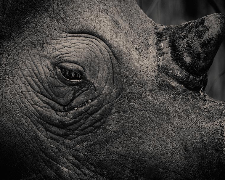 Creatures-Antti-Viitala-18