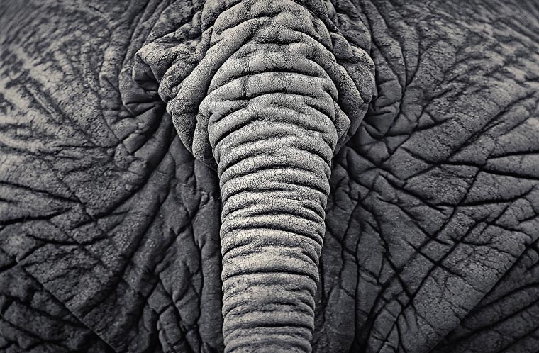 Creatures-Antti-Viitala-19