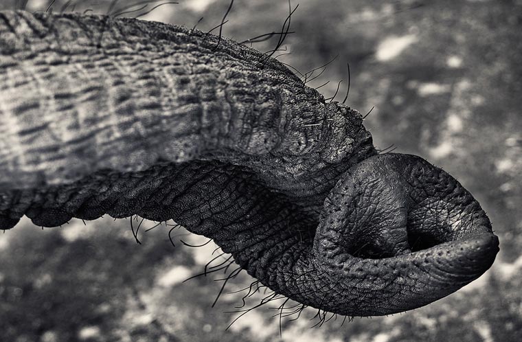 Creatures-Antti-Viitala-20