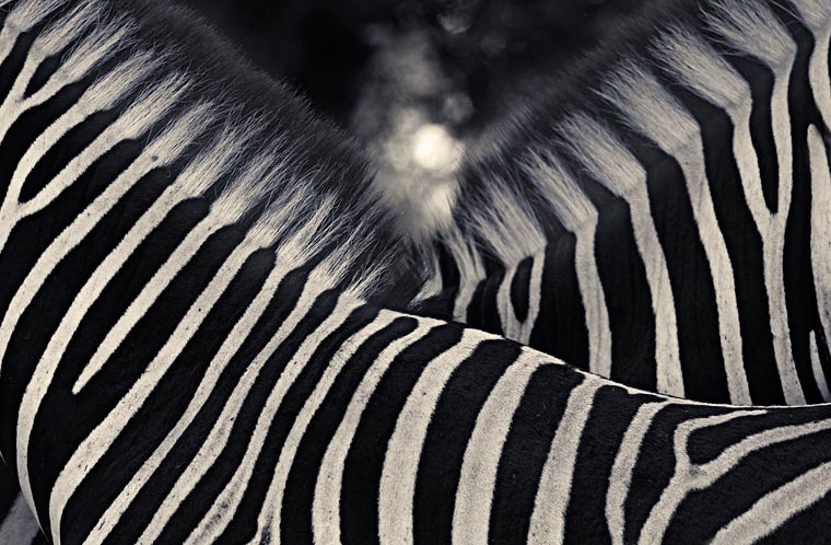 Creatures-Antti-Viitala-21