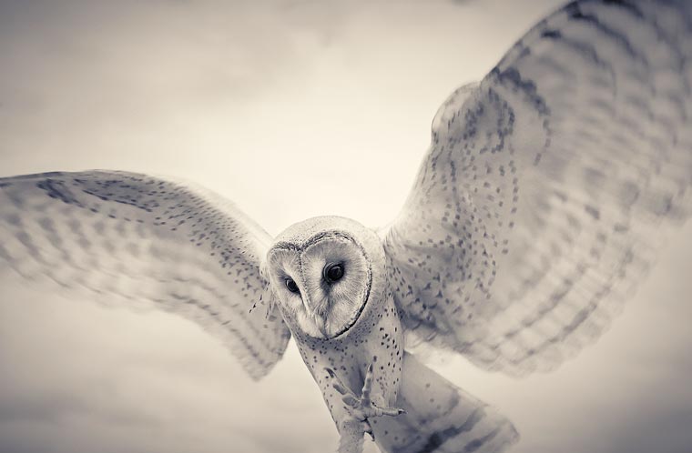 Creatures-Antti-Viitala-3