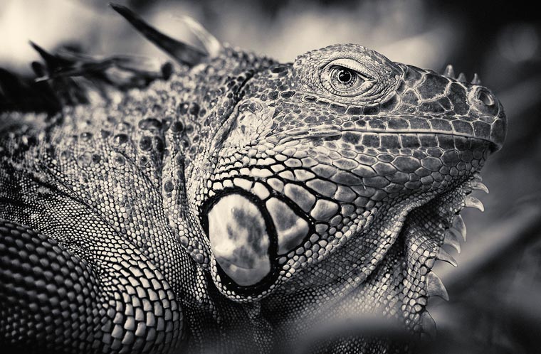 Creatures-Antti-Viitala-5