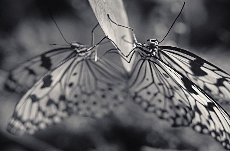 Creatures-Antti-Viitala-7