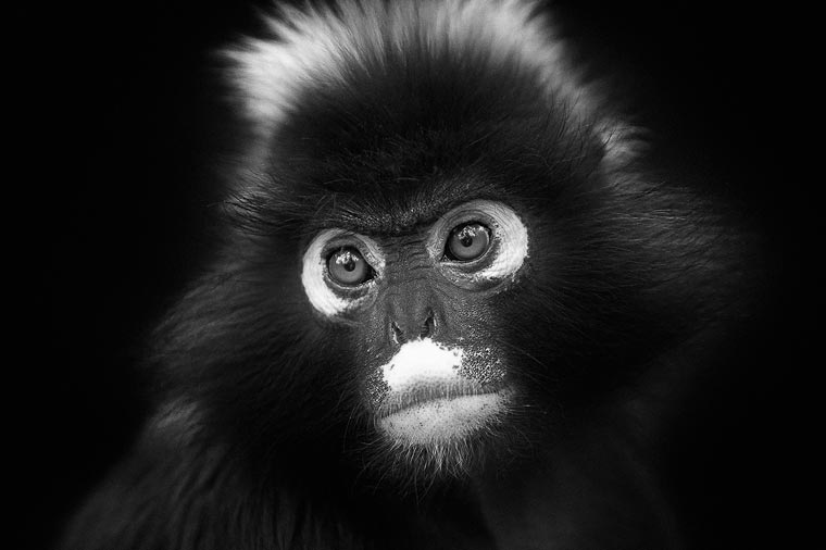 Creatures-Antti-Viitala-8