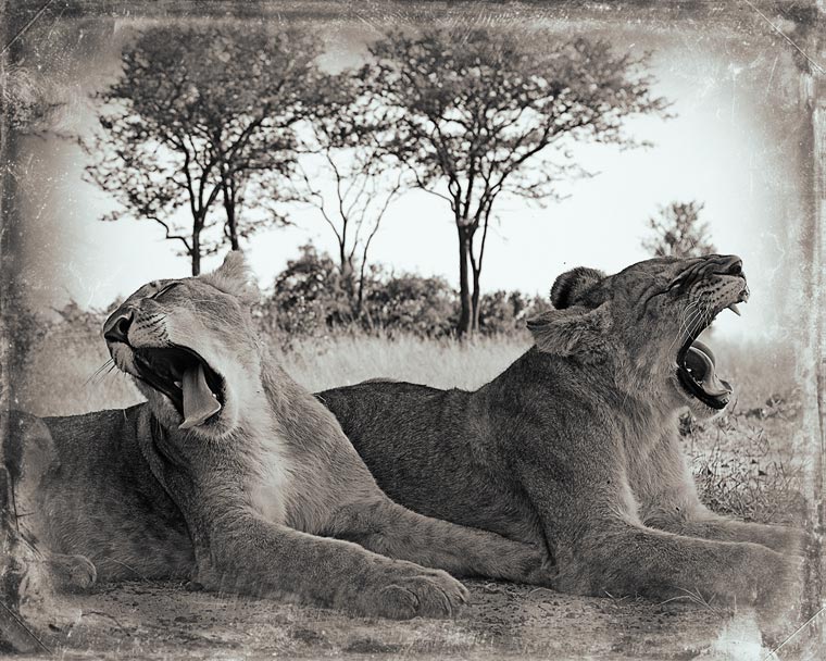 Creatures-Antti-Viitala-9