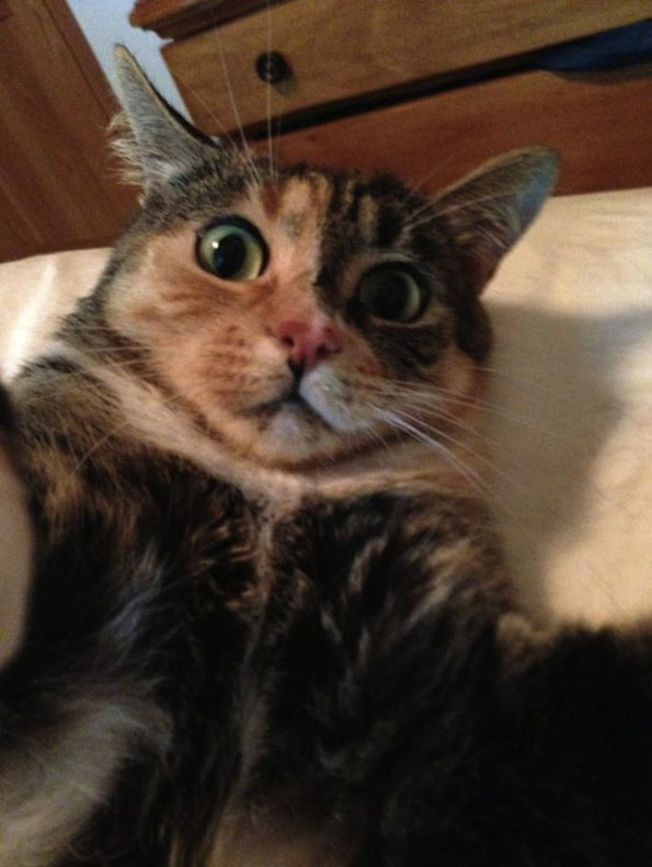cat-selfies-4