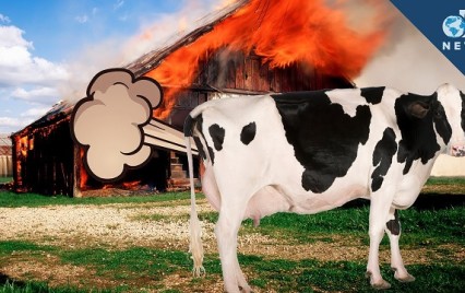 cowfartexplosion