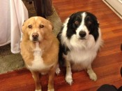 canicolpevoli