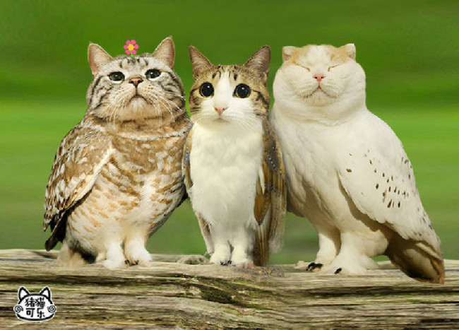meowls-4-650x467