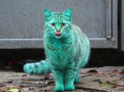 green-cat-varna-bulgaria-11