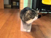 maru