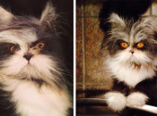hairy-cat-death-stare-atchoum