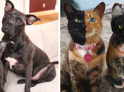 pet-copy-custom-plush-toys-cuddle-clones