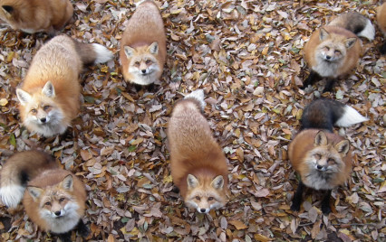 zao-fox-village-japan-cover