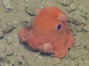 octopus-adorabilis-pacman-ghost-cover