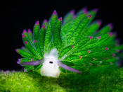 leaf-sheep-sea-slug-costasiella-kuroshimae-cover