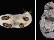 25-photos-of-cats-taken-from-underneath-andrius-burba-cover