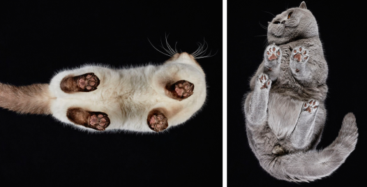 25-photos-of-cats-taken-from-underneath-andrius-burba-cover