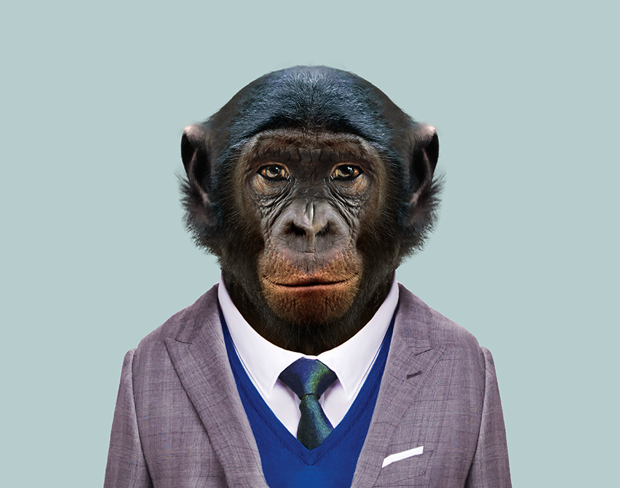 Bonobo-Pan-Paniscus-copia