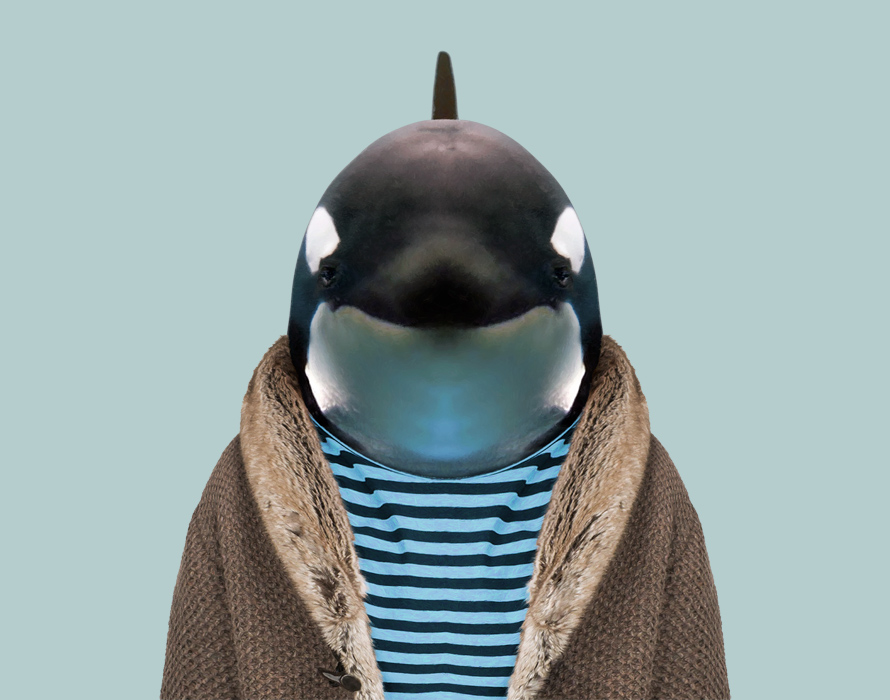 Killer-Whale-Orcinus-Orca