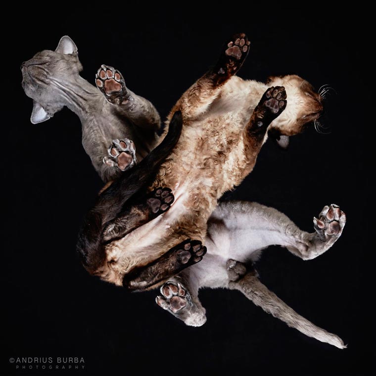 Under-Cats-Andrius-Burba-18