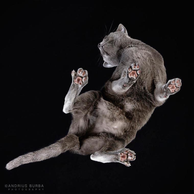 Under-Cats-Andrius-Burba-9