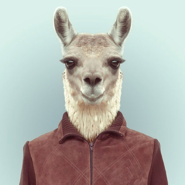funny-zoo-animal-portraits-yago-partal-9
