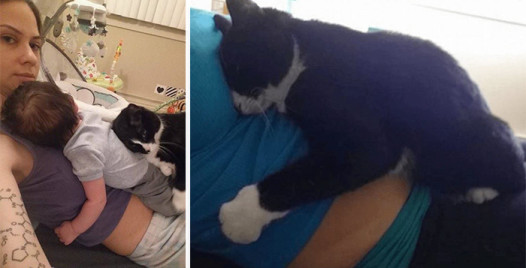 cat-guards-baby-pregnant-liel-ainmar-assayag-panda-coverimage